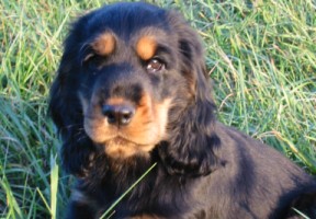 Urlaub auf Sylt mit Hund